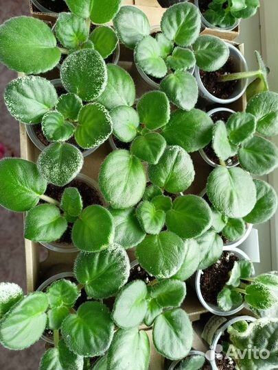 Фиалка (детки)