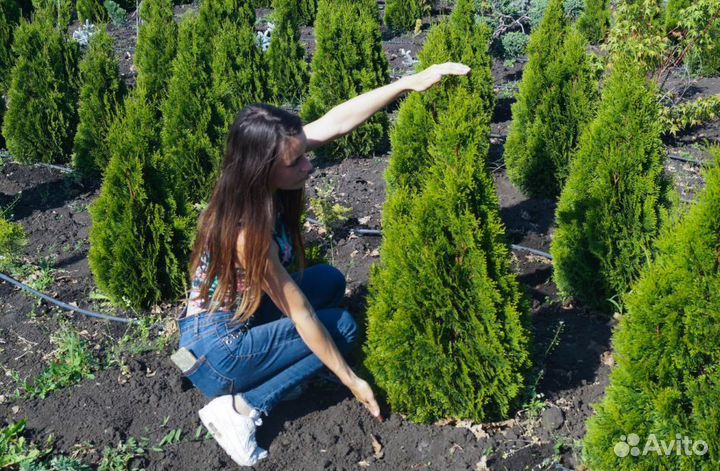 Туя Брабант 1,5 м