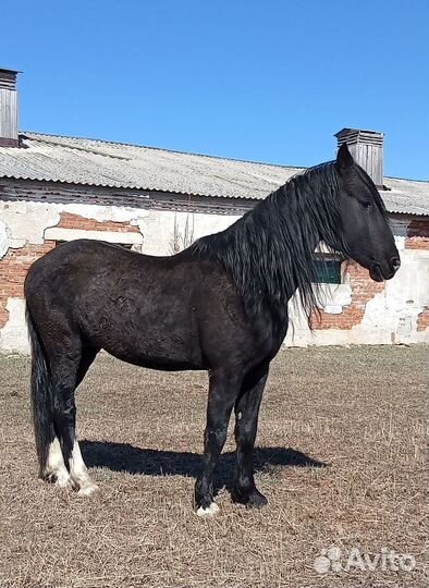 Орловские рысаки