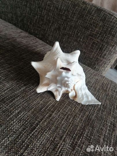 Морская раковина