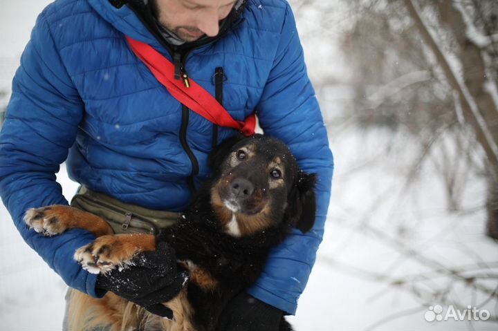 Собака Пайпер из приюта