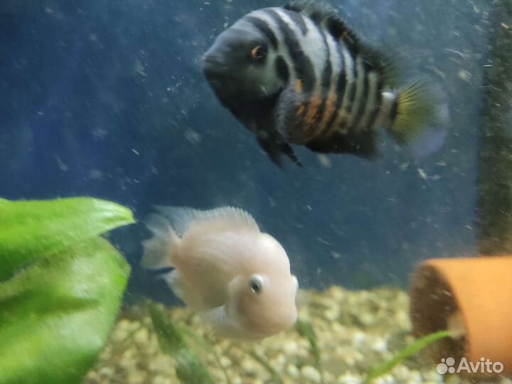 Аквариумные рыбки