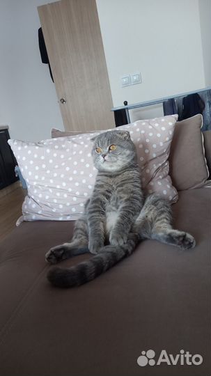 Шотландский вислоухий кот вязка