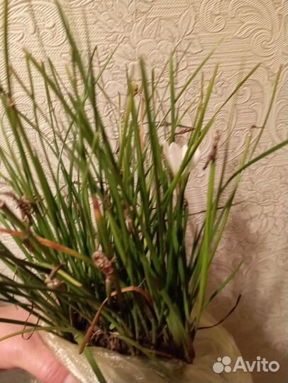 Продам цветы комнатные