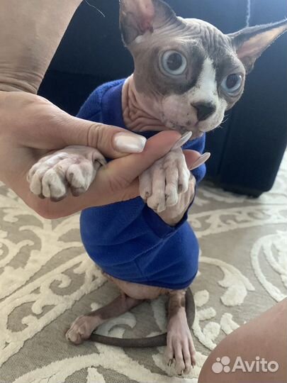 Одежда для животных размер м