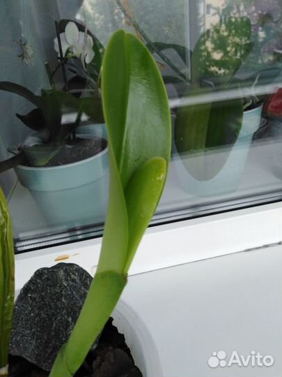 Орхидея Каттлея Blc. Pink Empress