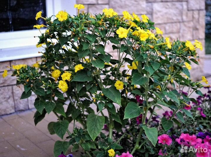 Семена мирабилиса