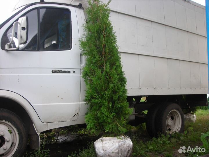 Туя колонновидная