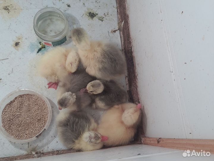 Гусята суточные