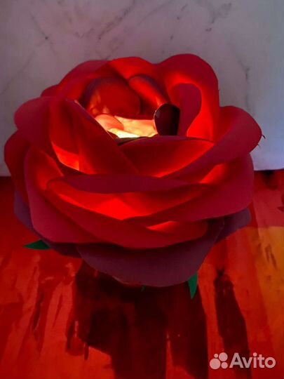 Роза ночник