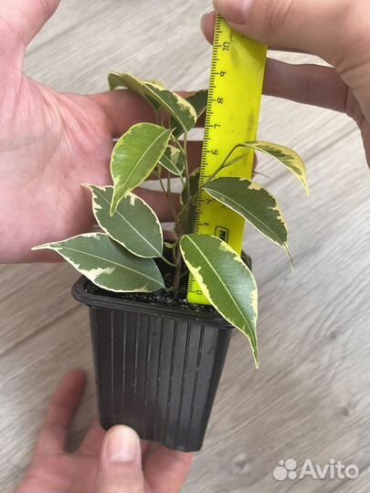 Фикус Бенджамина Кинки