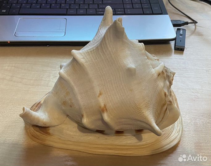 Ракушка морская большая