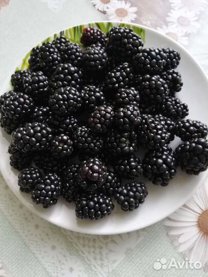 Ежевика Карака Блек
