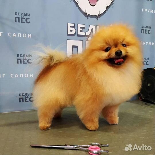 Вязка померанский шпиц