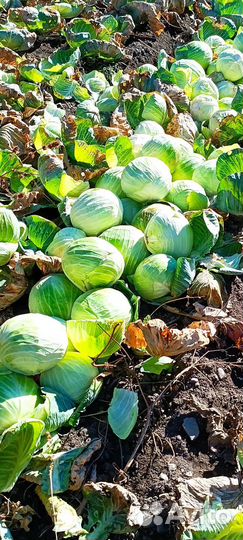 Капуста Тебердинская