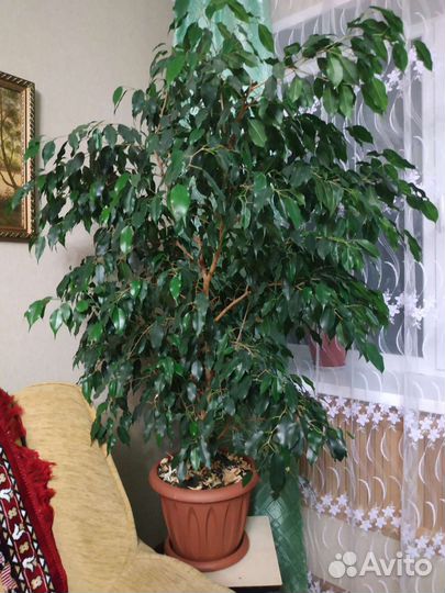 Фикус бенджамина большой