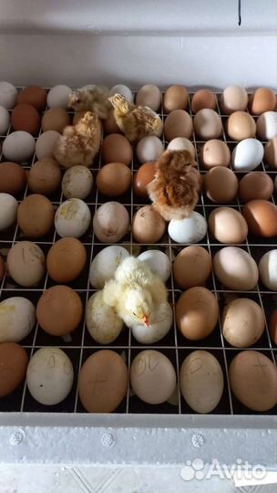 Цыплята суточные и не только