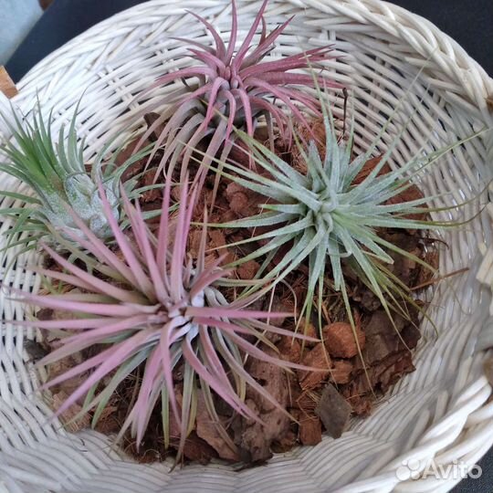 Тилансия атмосферная комнатные цветы экзоты