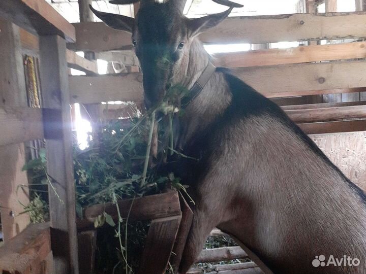 Козел альпийский