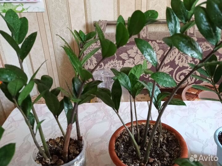 Замиокулькос