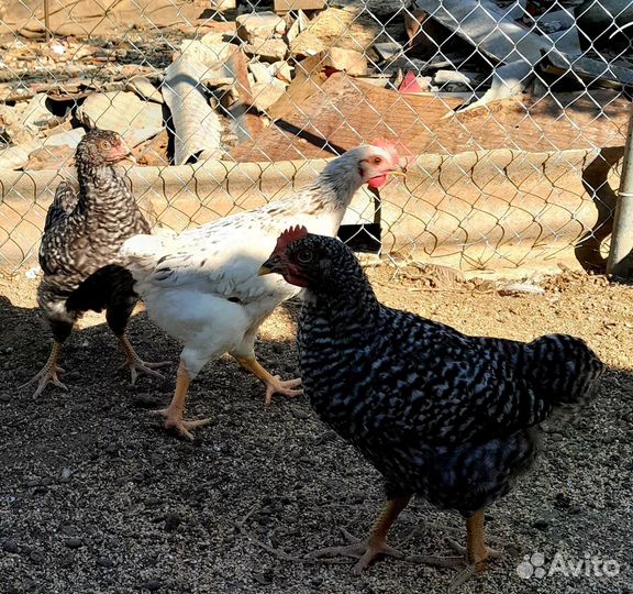 Молодые петушки