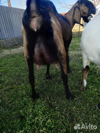 Козлята Козы Козёл