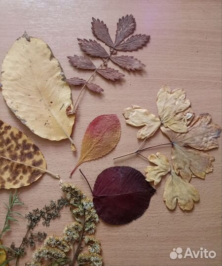 Гербарий, листья и травы для поделок
