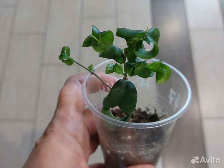 Фикус Барок