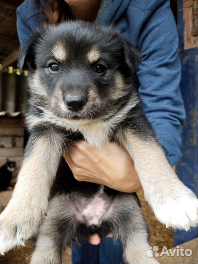 Щенки в добрые руки