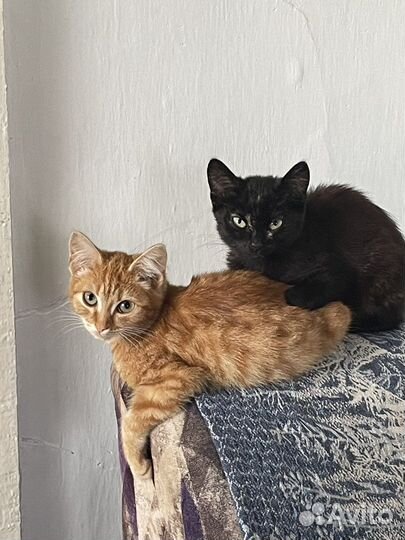 Кошка в дар