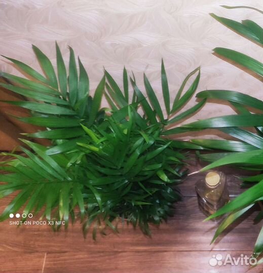 Пальма хамедорея элегантс