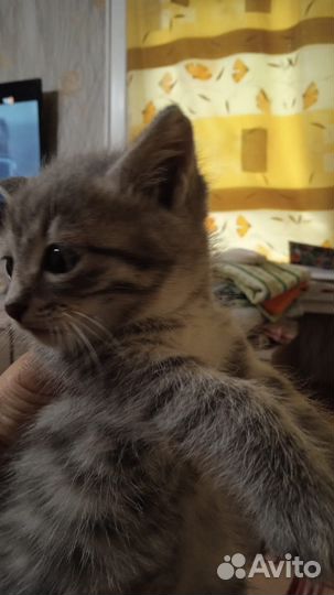 Котенок мальчик