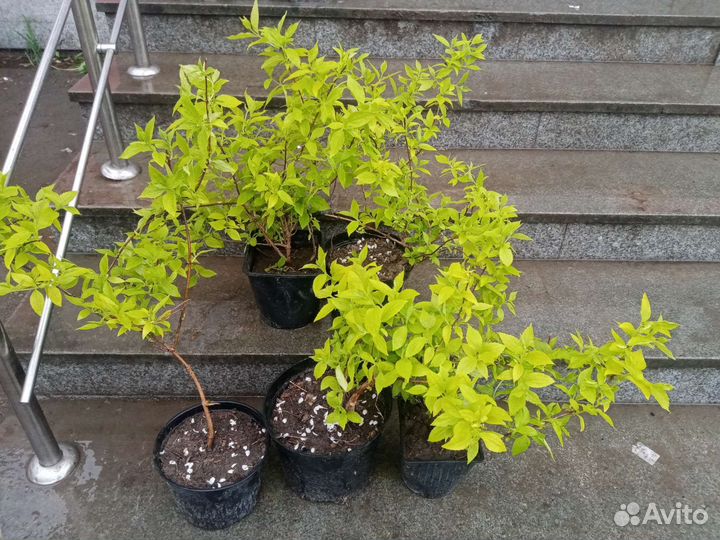 Саженцы желтолистного жасмина Ауреа