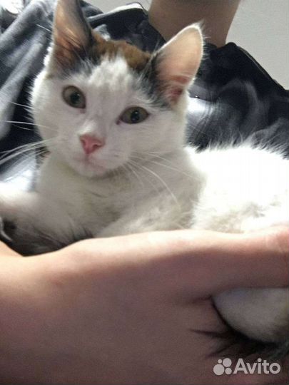 Котёнок ищет дом