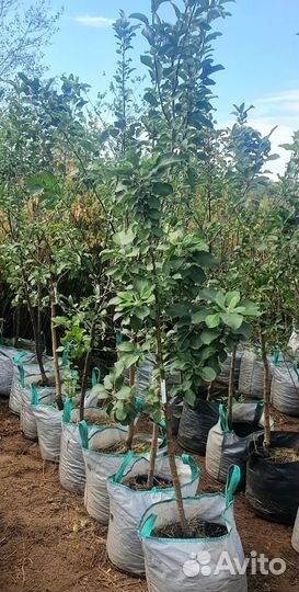 Саженцы яблони