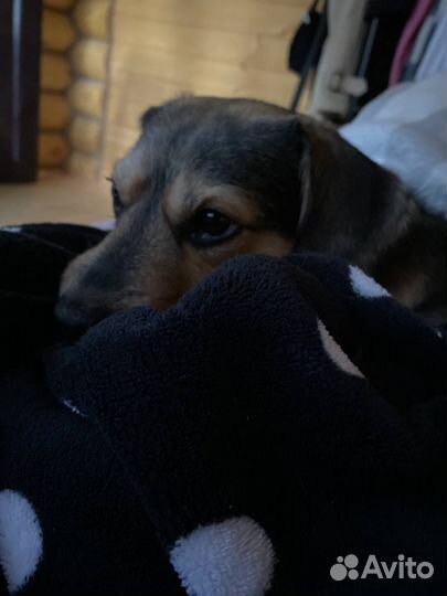 Передержка собак и кошек