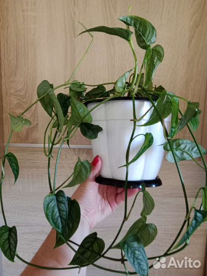 Монстеры Сильвер Блю, Сильтепекана Сальвадор