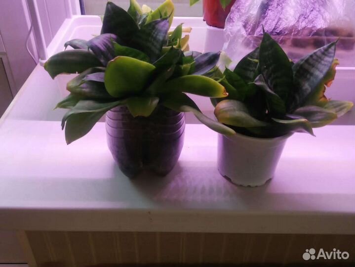 Спатифиллум, сансевьера, плектрантус