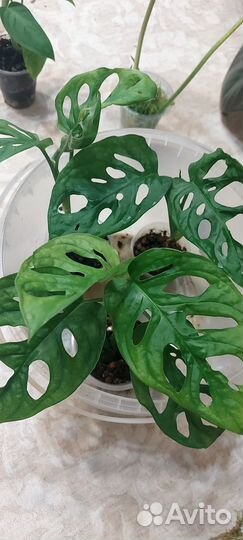 Эпипремнум вайт марбл,сциндапсусы