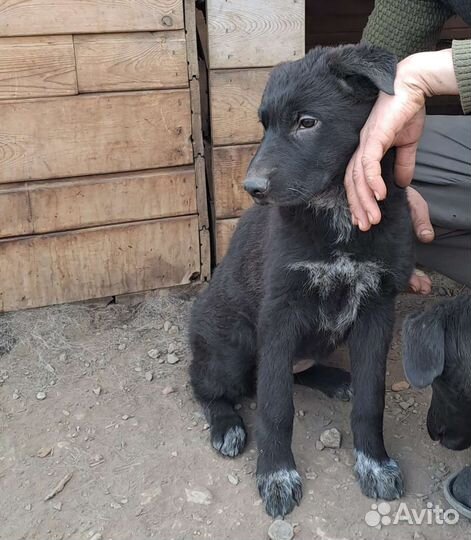 Щенок в добрые руки бесплатно