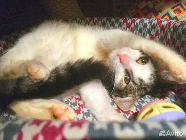 Котенок мальчик