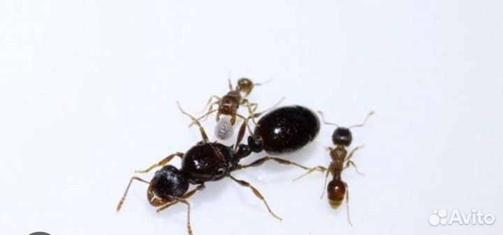 Tetramorium caespitum матка с рабочими