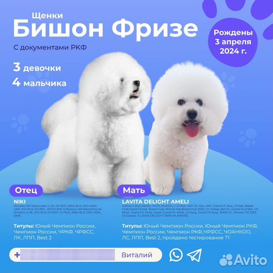 Щенки бишон фризе