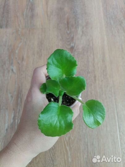 Фиалка. Детки сортовых фиалок