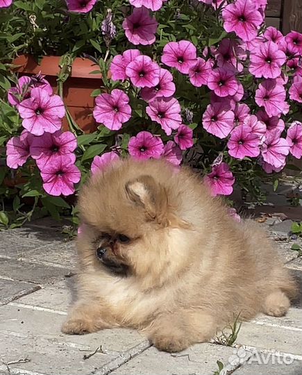 Шпиц мальчик щенок