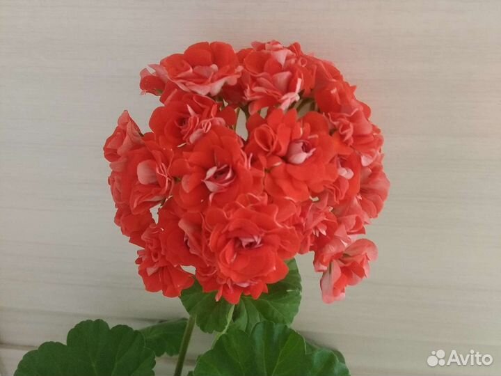 Фиалки,герань несколько сортов