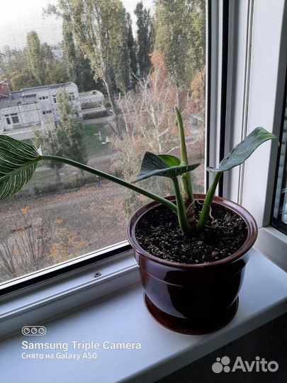 Филодендрон биркин