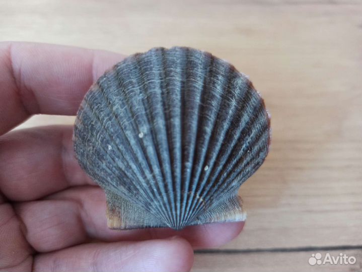 Морская раковина