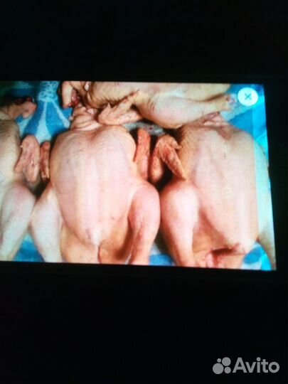 Домашние куры бройлеры