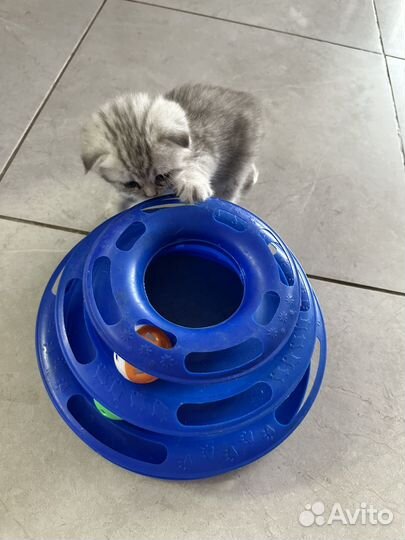 Шотландские котята